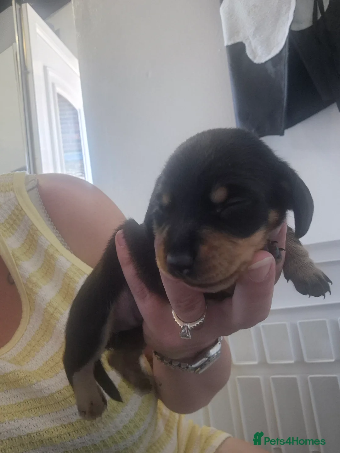 Miniature Dachshund dogs for sale: Beautiful litter of minature dachshund puppies in Alfreton - Advert 2