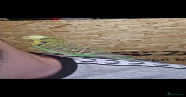 Budgerigars birds in Derby - Advert 10