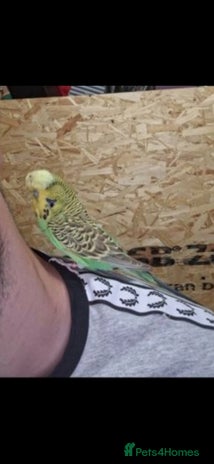 Budgerigars birds in Derby - Advert 2