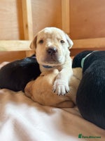 Labrador Retriever dogs KC reg black & yellow Labradors. Ready 23 Dec - Advert 4
