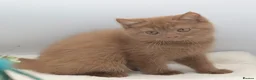 British Shorthair cats for sale: READY TO LEAVE NOW PEDIGREE BRITISH SHORTHAIRS  - Advert 20