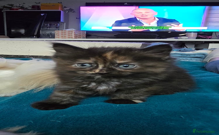 Maine Coon cats Amazing Mainecoon - Advert 11