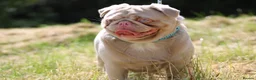 Pug dogs for stud: Pink pug stud  - Advert 1