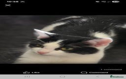 Manx cats for sale: Brothers - Image 4