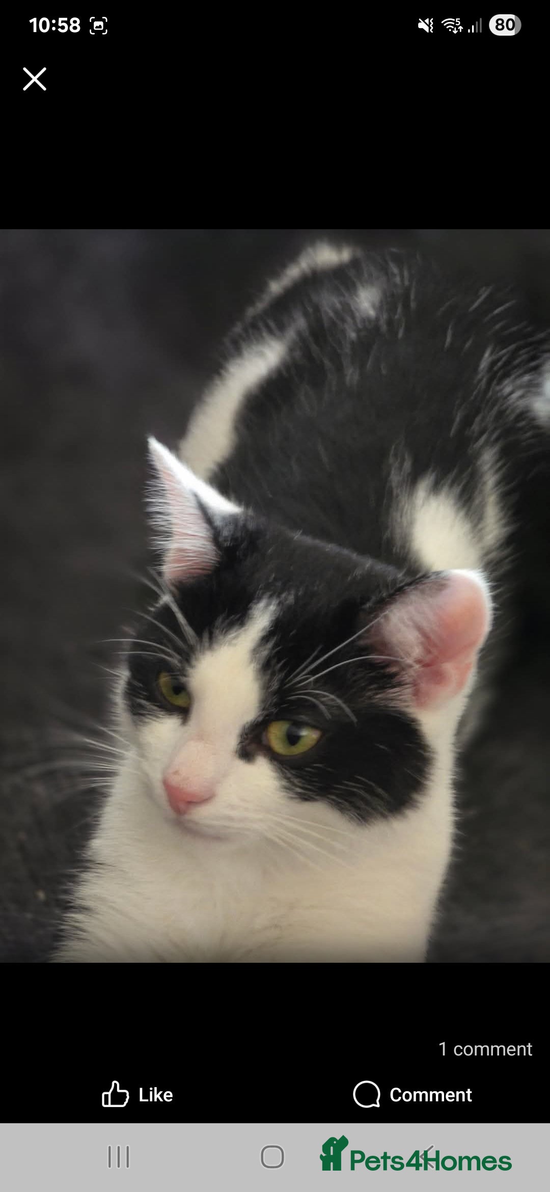 Manx cats for sale: Brothers - Image 4