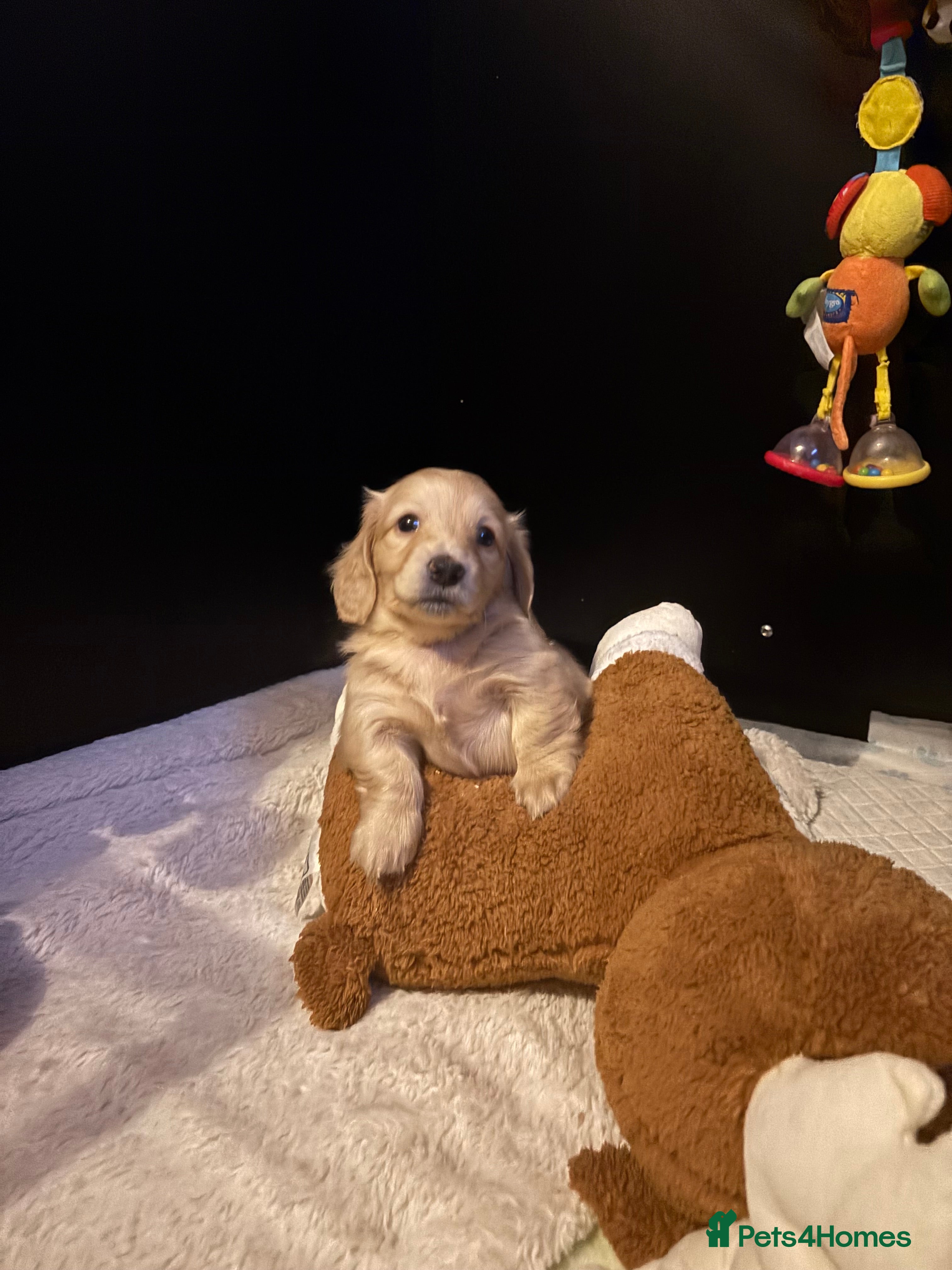 Miniature Dachshund dogs English cream longhair miniature daschound  - Advert 1