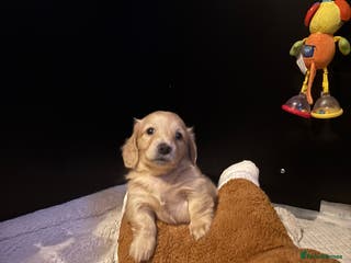 Miniature Dachshund dogs English cream longhair miniature daschound - Advert 1