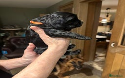 Cockalier dogs for sale: Gorgeous chunky Cockalier pupuchinos - Image 22