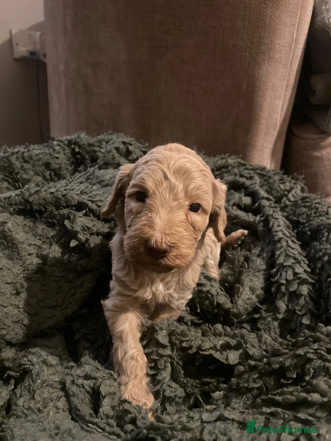 Mixed Breed dogs for sale: Exceptional Australian labradoodle /Double Doodles - Advert 5