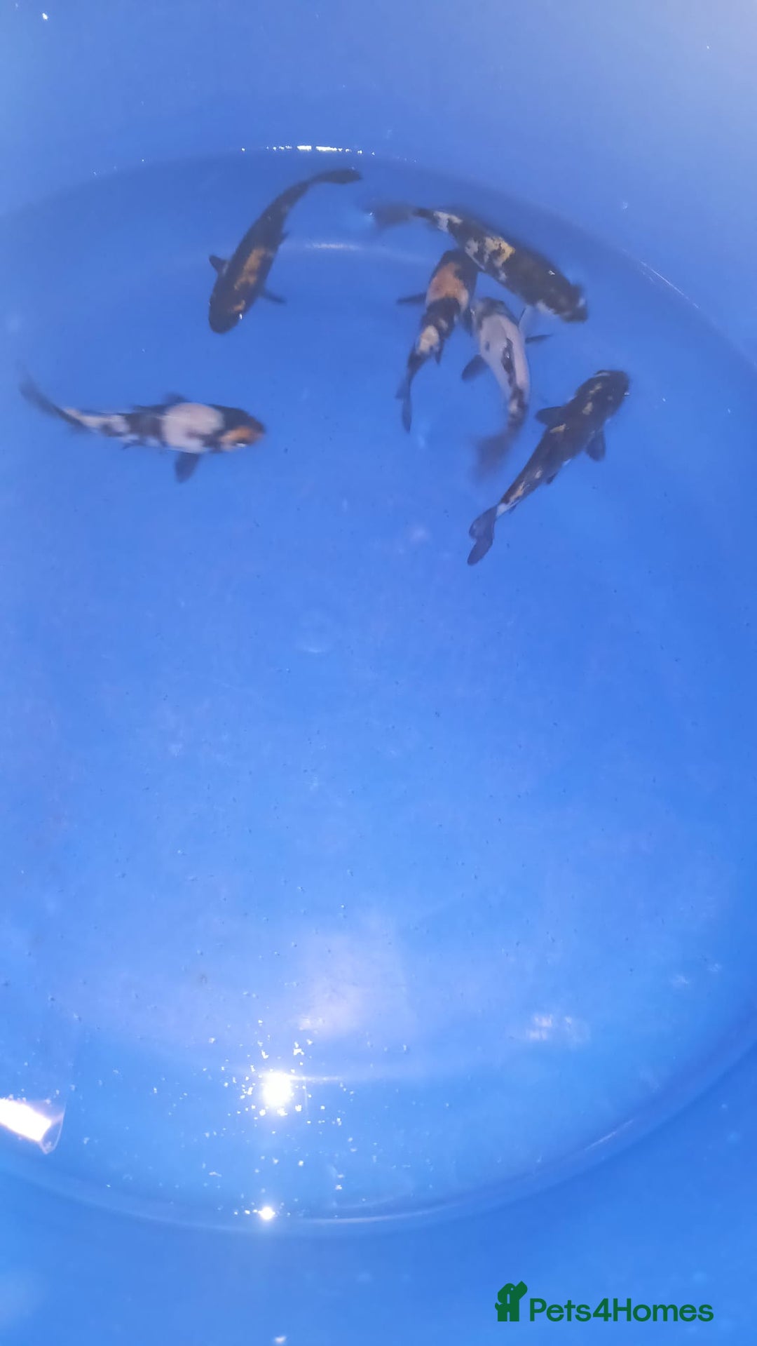 Koi Carp fish for sale: koi carp for sale - Image 2