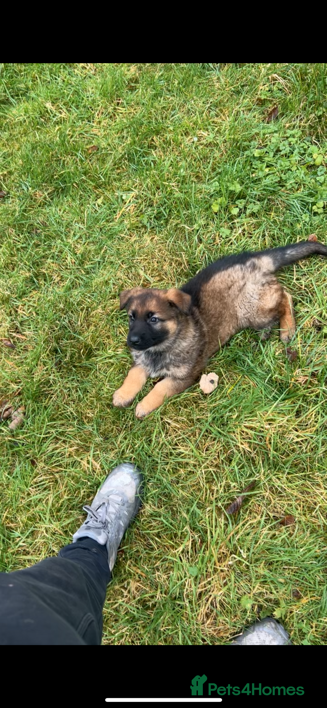 German Shepherd dogs for sale: Male german shepherd - Advert 3