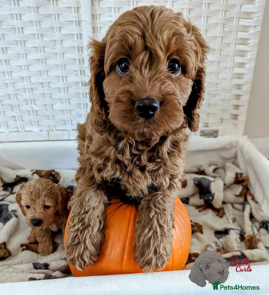 Cavapoo dogs for sale: Waiting List now open - DARK RED PREMIUM QUALITY - Image 26
