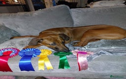 Rhodesian Ridgeback dogs for sale: EXCEPTIONAL OPPORTUNITY TO PURCHASE SHOW QUALITY  - Image 18