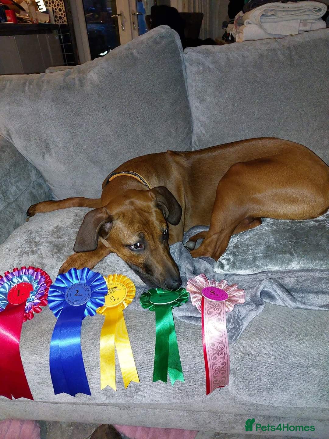 Rhodesian Ridgeback dogs for sale: EXCEPTIONAL OPPORTUNITY TO PURCHASE SHOW QUALITY  - Image 18