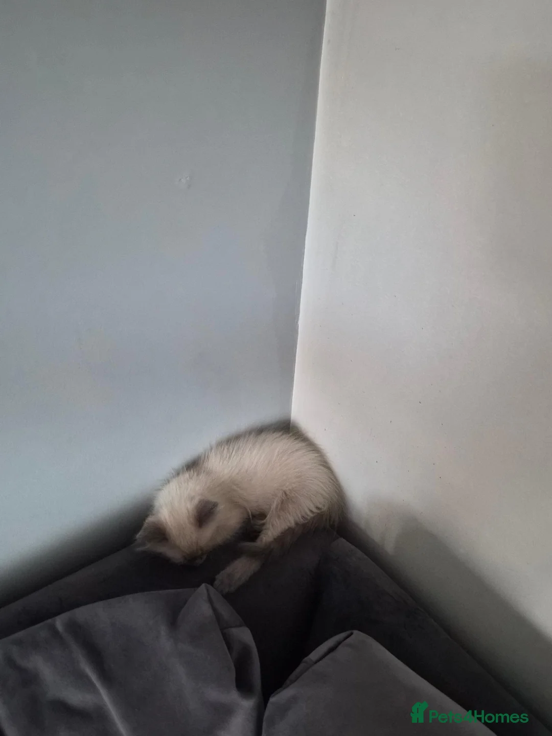 Ragdoll cats for sale: 3 month old male ragdoll kitten playful  in Luton - Advert 7