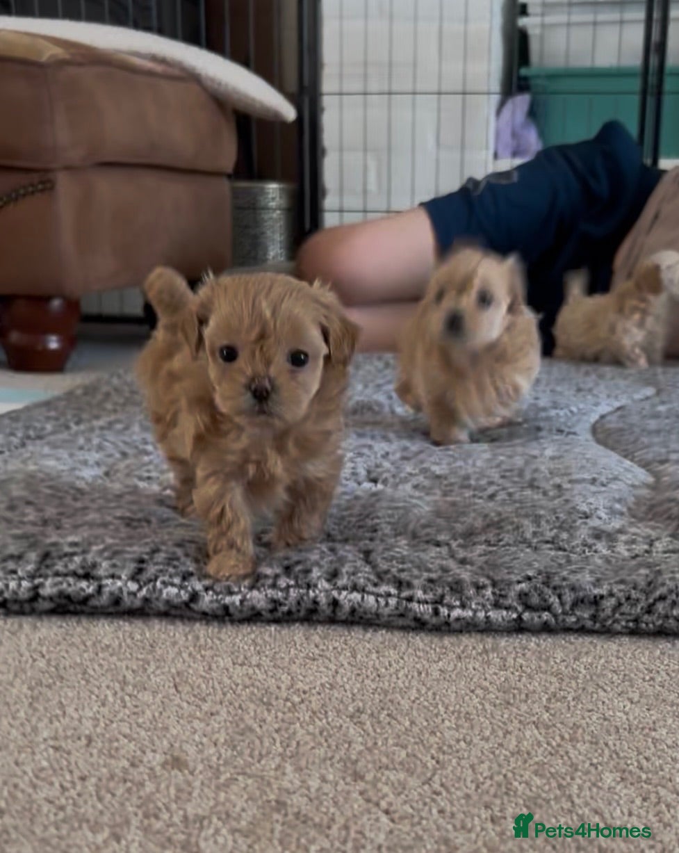 Maltipoo dogs Luxury Asian Maltipoo Girls ❤️ - Advert 2