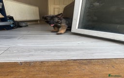 German Shepherd dogs for sale: READY NOW! German Shepherd x Belgian Malinois - Image 6
