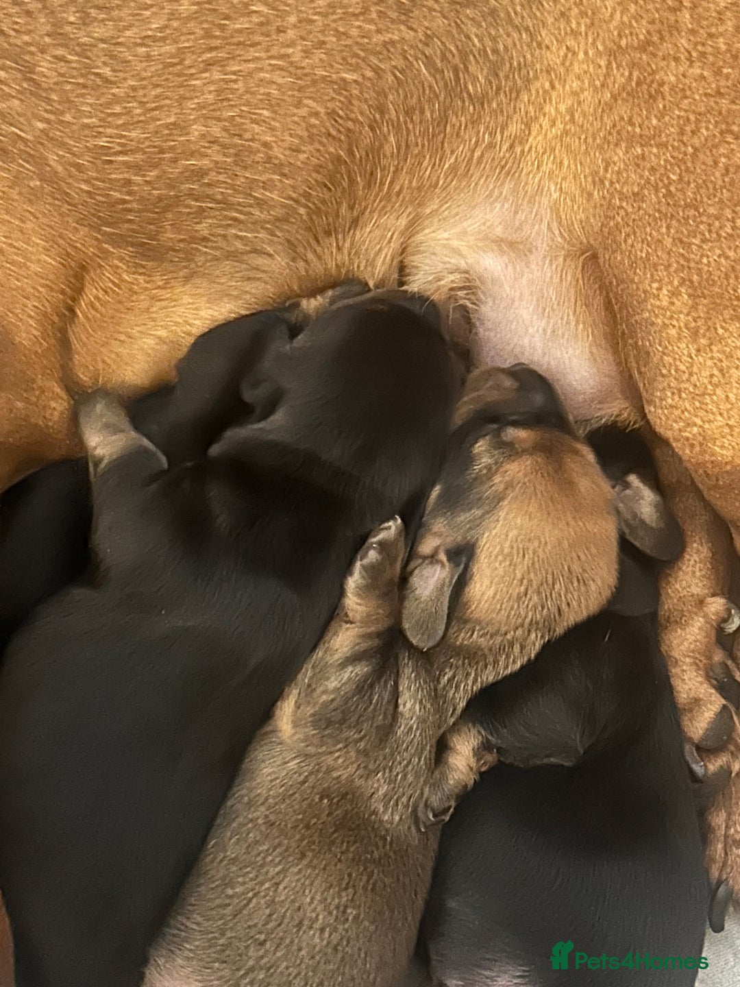 Miniature Dachshund dogs for sale: 3 black & tan boys - Advert 3