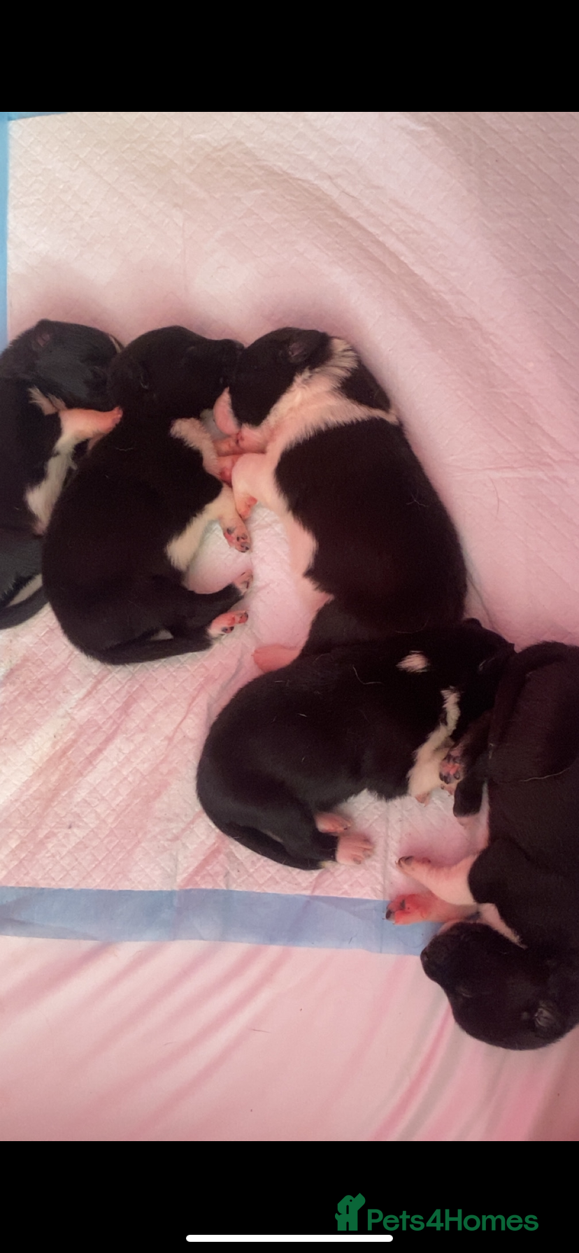 Border Collie dogs 5 border collie puppies ! - Advert 1