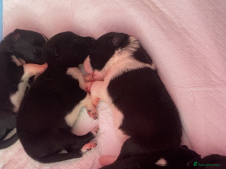 Border Collie dogs 5 border collie puppies ! - Advert 8