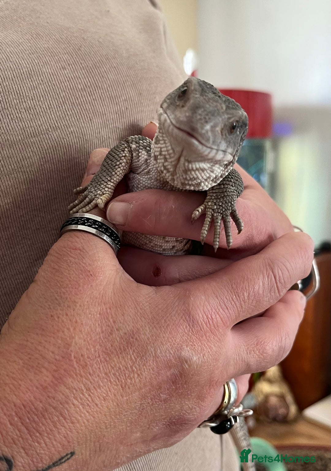 Monitor reptiles for sale: Juvenile Bosc monitor  - Image 2
