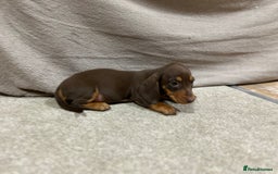 Miniature Dachshund dogs for sale: Stunning pure miniature dachshunds - Image 12