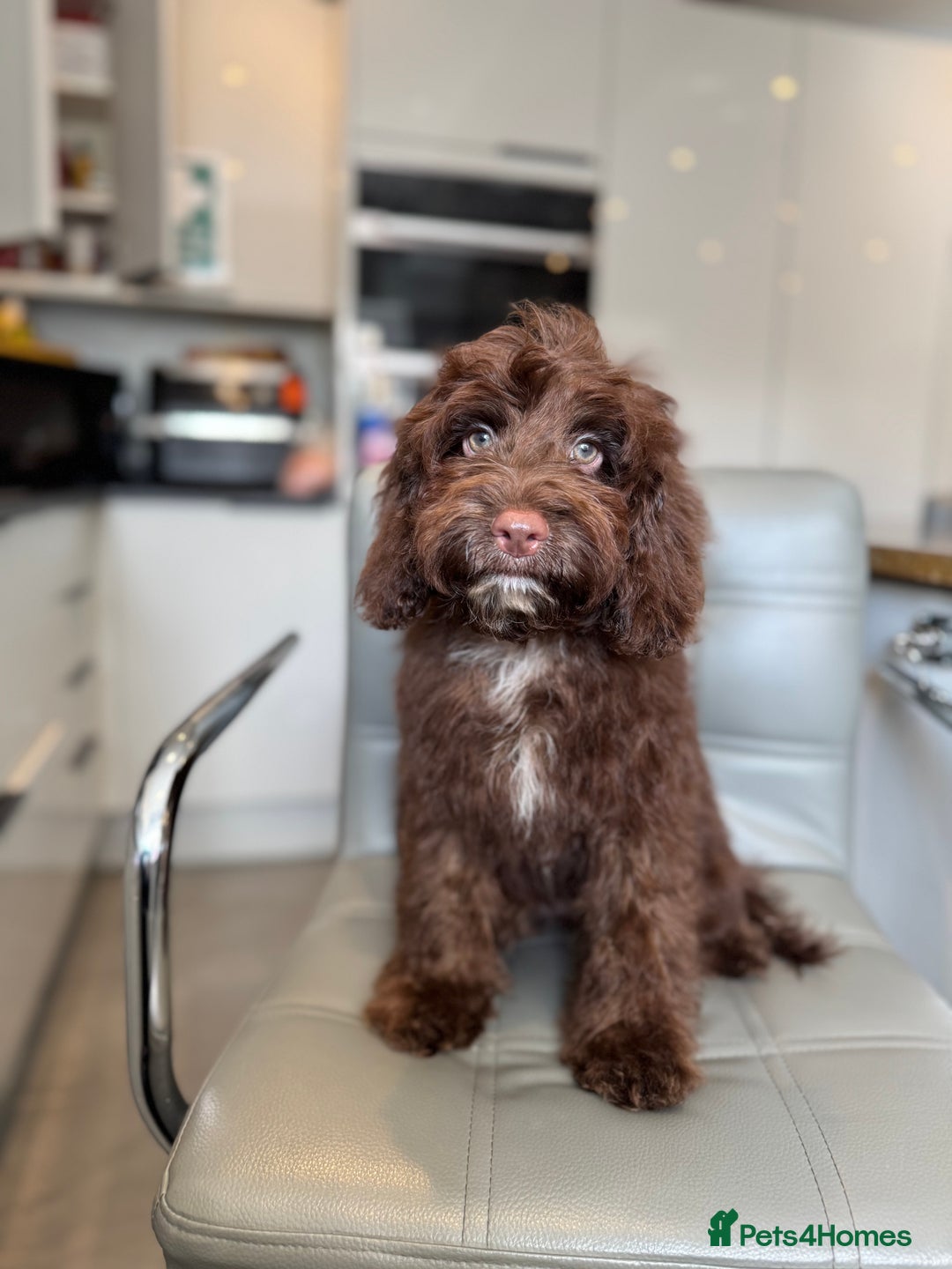 Cockapoo dogs for sale: ⭐️READY NOW⭐️Stunning DNA clear C f1 choc  - Image 4