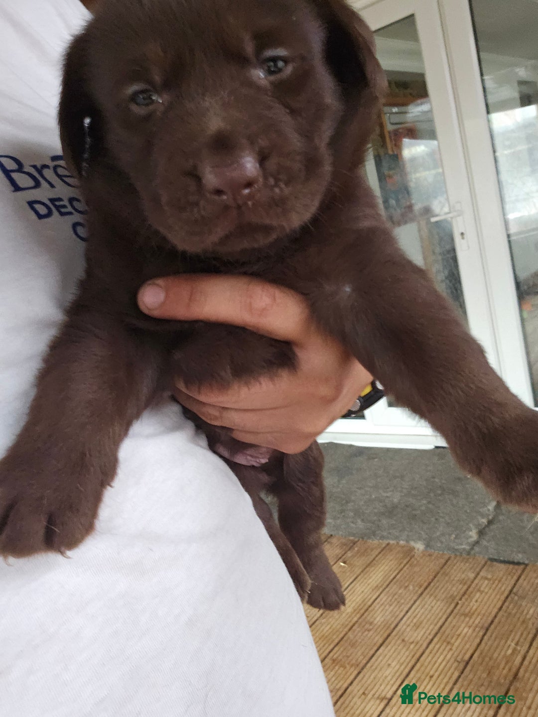 Labrador Retriever dogs for sale: Chocolate Labradors Retriever puppies  - Image 2