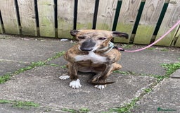 Mixed Breed dogs for sale: Lurcher bitch age 4  - Image 3