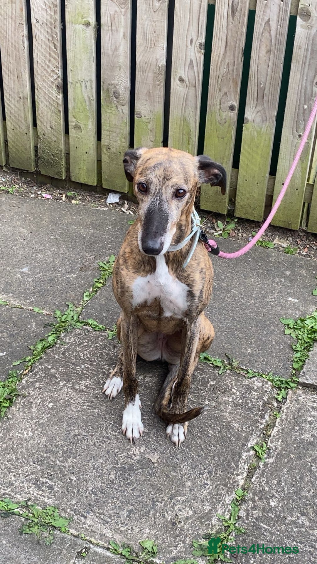 Mixed Breed dogs for sale: Lurcher bitch age 4  - Image 3