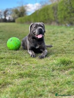 Cane Corso dogs Cane Corso for sale - Advert 1