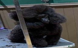 Toy Poodle dogs for stud: Show toy poodle stud - Image 3