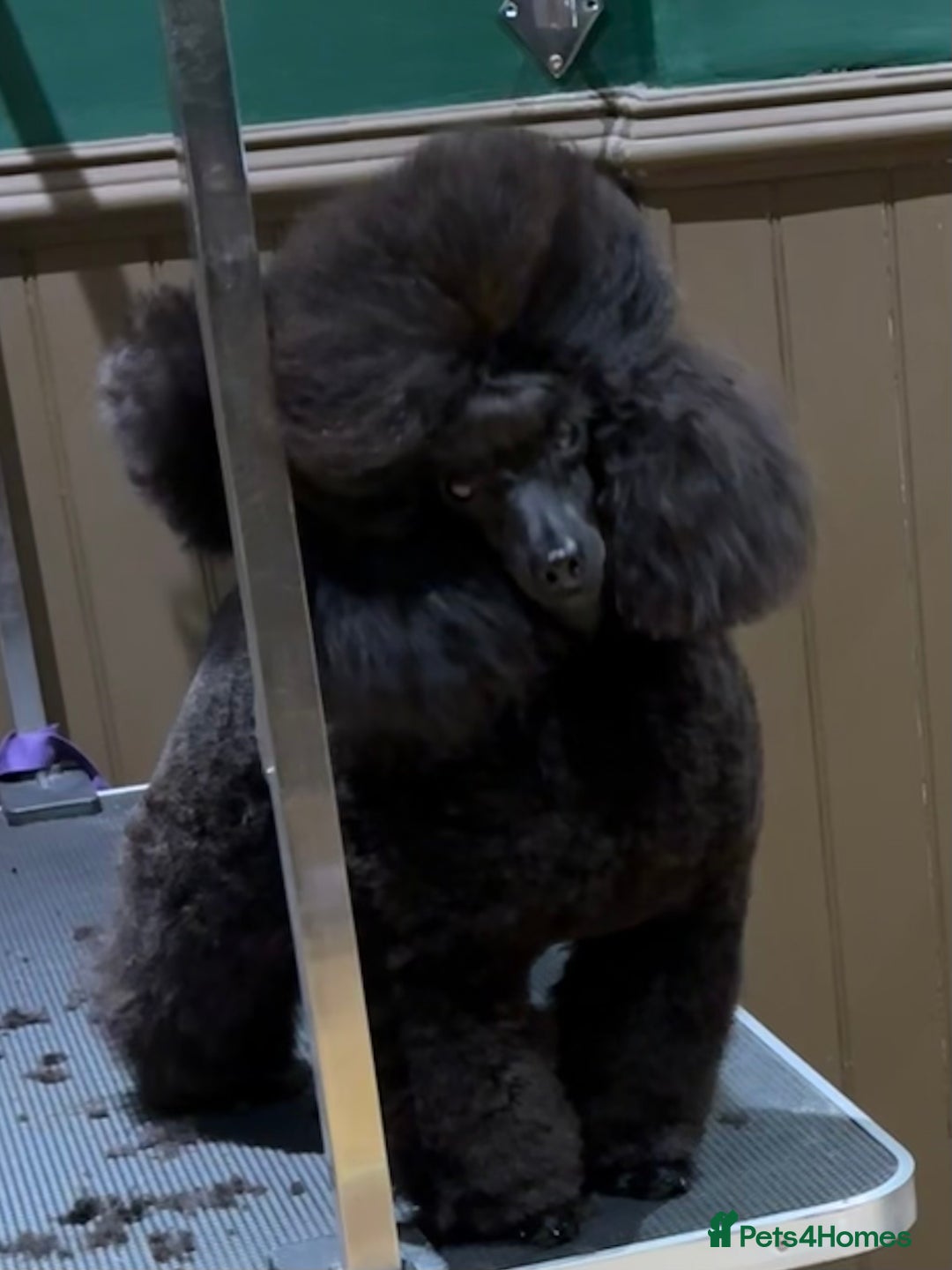 Toy Poodle dogs for stud: Show toy poodle stud - Image 3