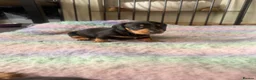 Dachshund dogs for sale: 4 traditional Black and Tan dachshund puppies  - Advert 9