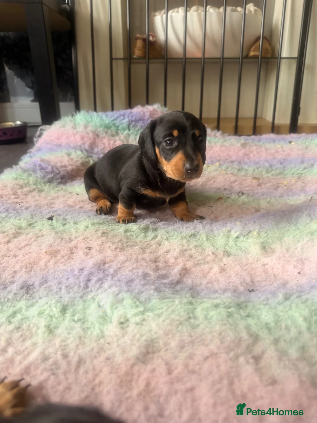 Dachshund dogs for sale: 4 traditional Black and Tan dachshund puppies  - Advert 9