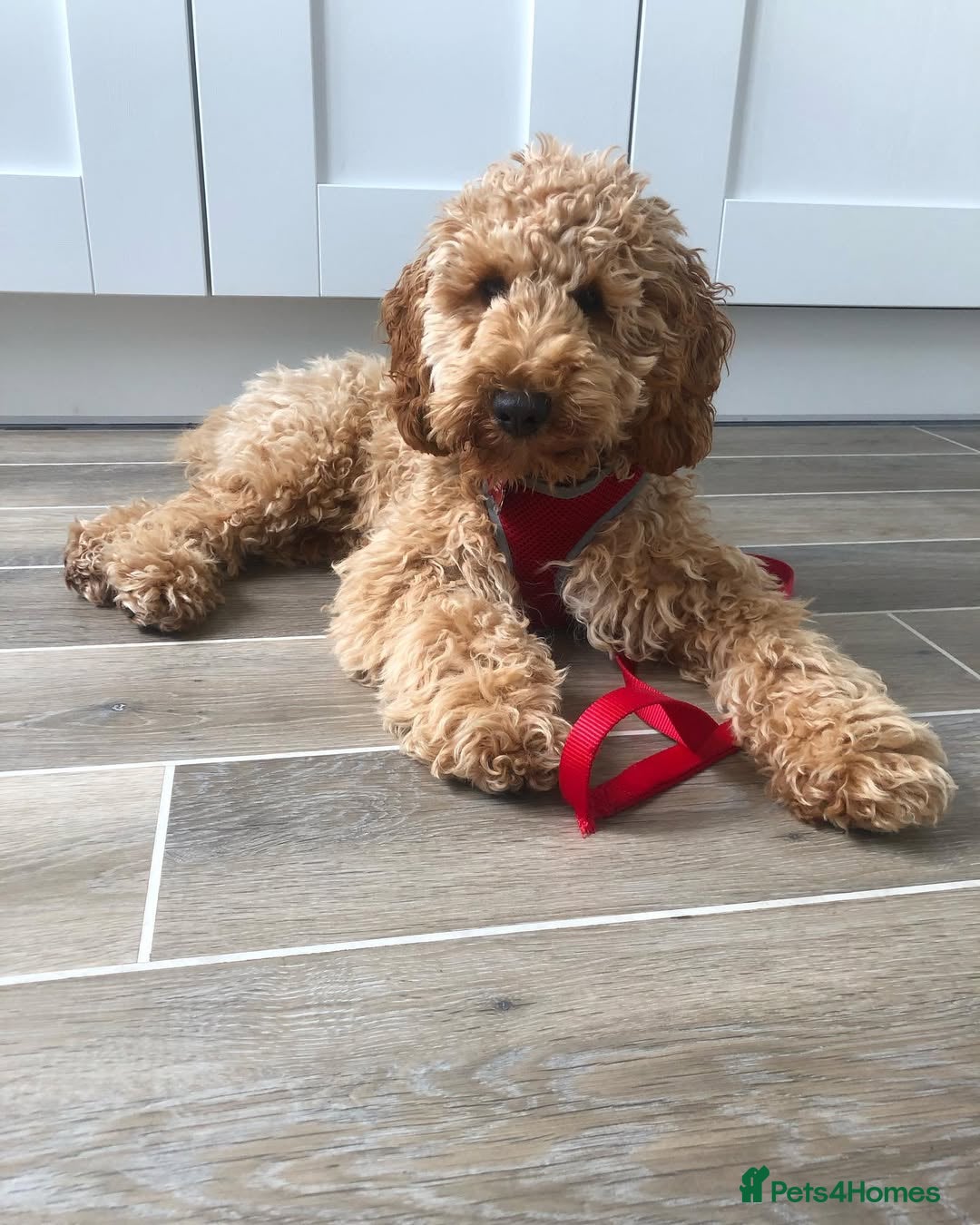 Cavapoo dogs for sale: Dexter the Cavapoo is looking for a new home - Advert 6