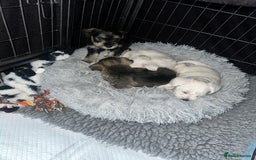 Miniature Schnauzer dogs for sale: 🐾 STUNNING KC REG MINIATURE SCHNAUZERS 🐾 - Image 14
