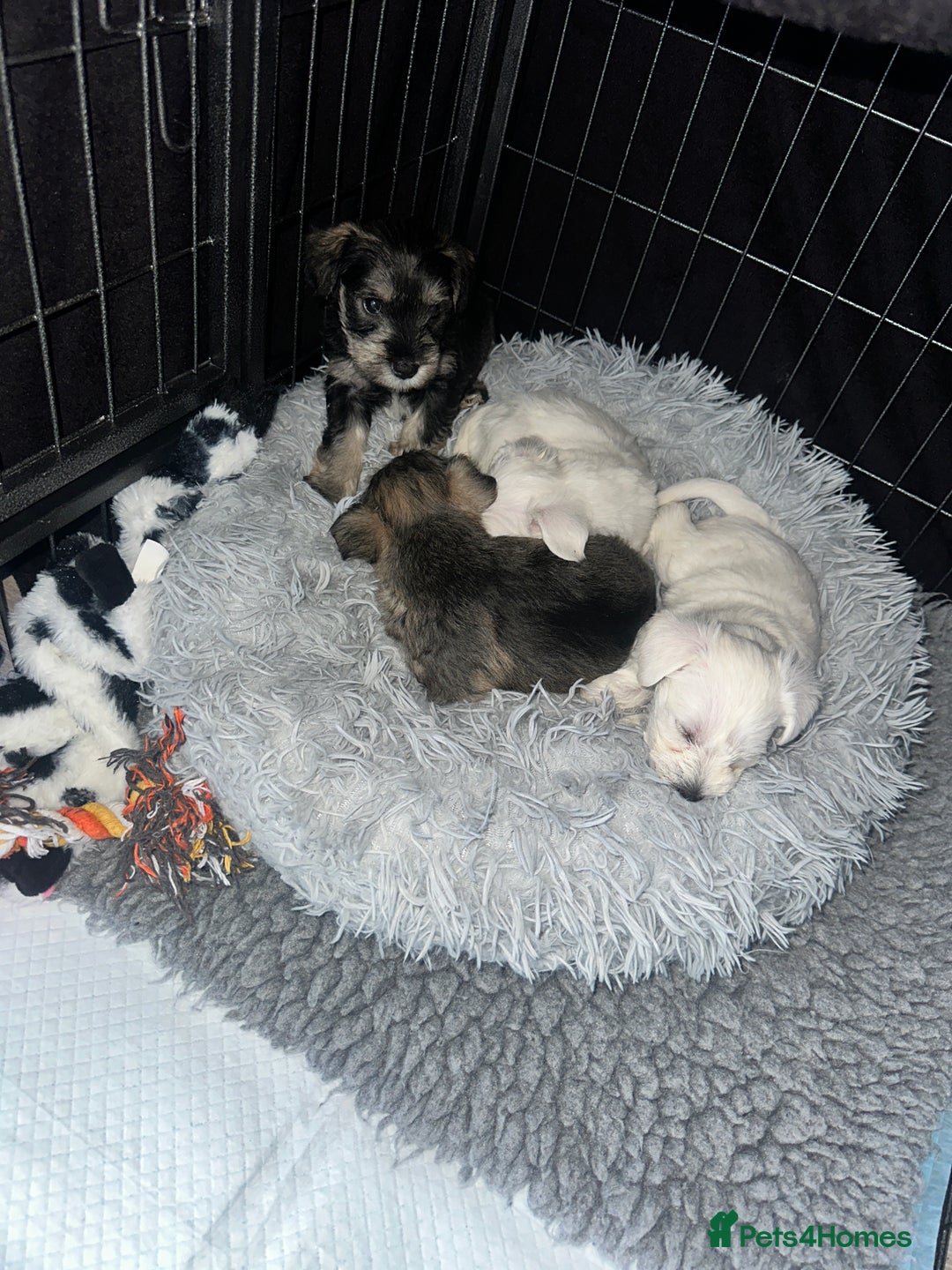 Miniature Schnauzer dogs for sale: 🐾 STUNNING KC REG MINIATURE SCHNAUZERS 🐾 - Image 14
