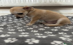 Chihuahua dogs for sale: Chihuahua puppies male 3 pupies available - Image 3