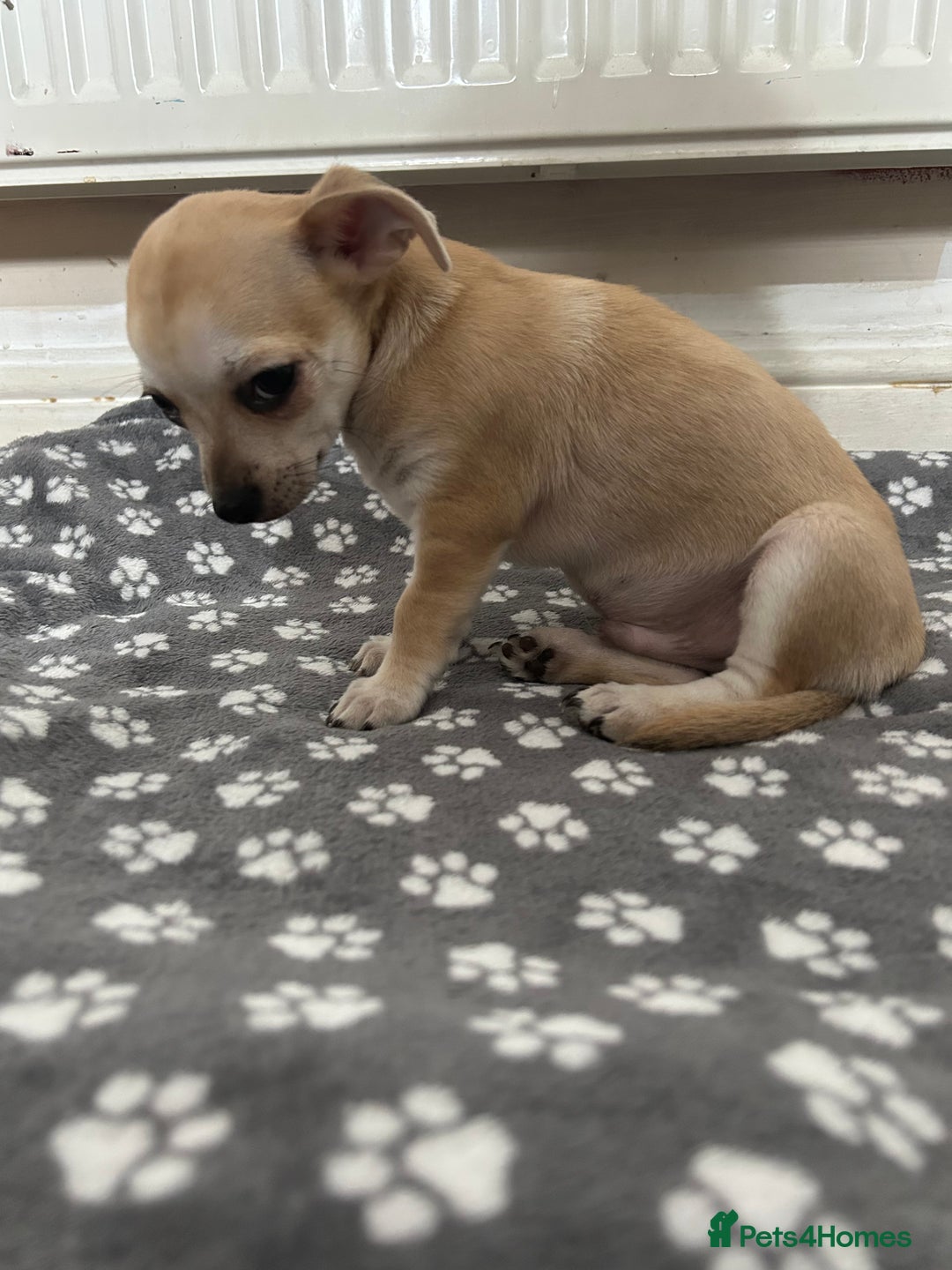 Chihuahua dogs for sale: Chihuahua puppies male 3 pupies available - Image 3