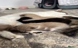 Ragdoll cats for sale: Ragdoll kittens £600-£1,000 - Image 21