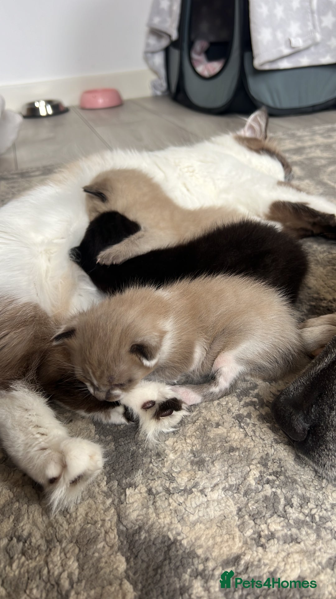 Ragdoll cats for sale: Ragdoll kittens £600-£1,000 - Image 21
