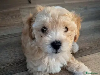 Maltipoo dogs Tiny Maltipoo 😍🐕🐕🥰 - Advert 1