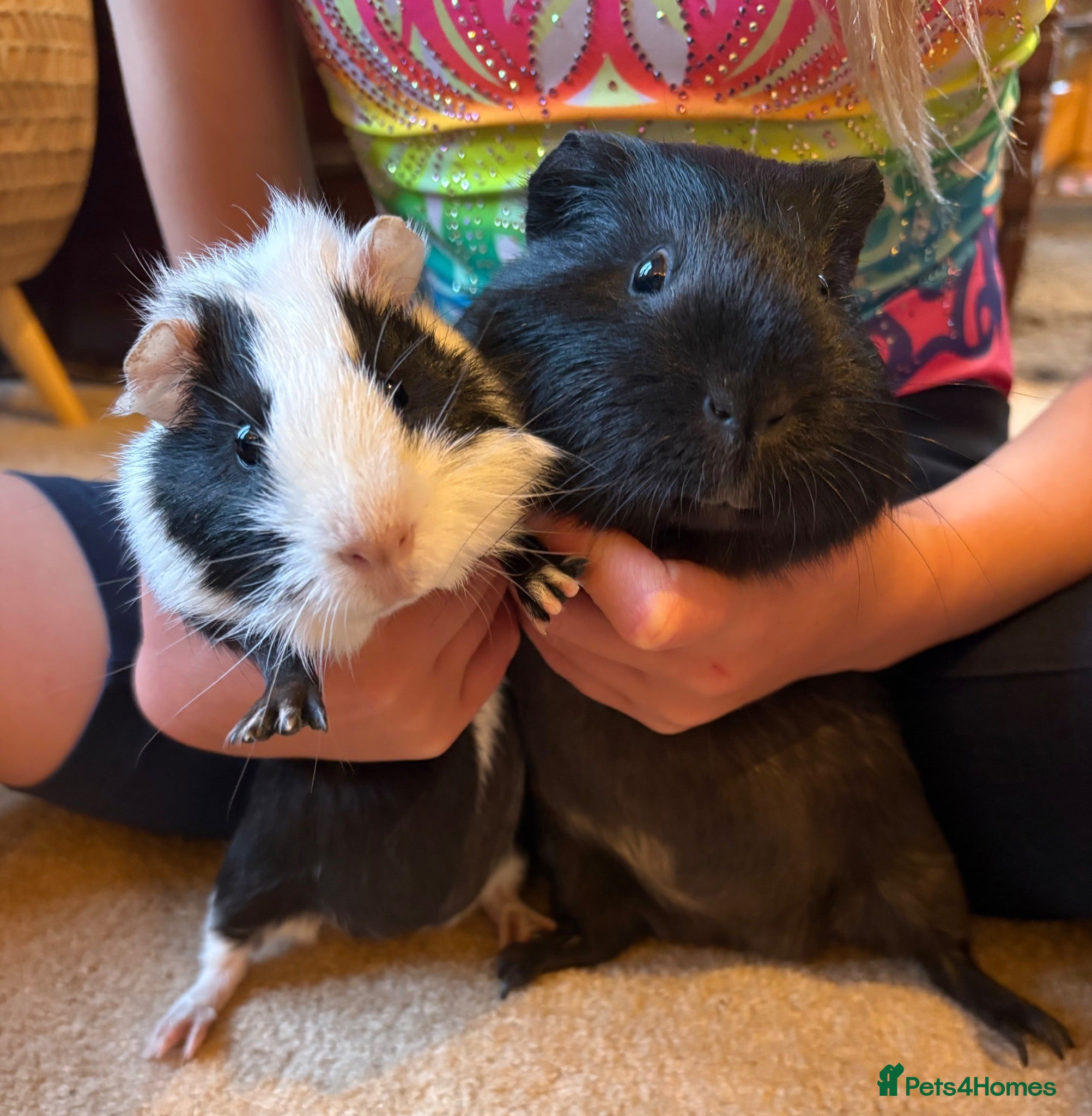 Guinea Pig rodents Boy & dad guinea pigs - Advert 1