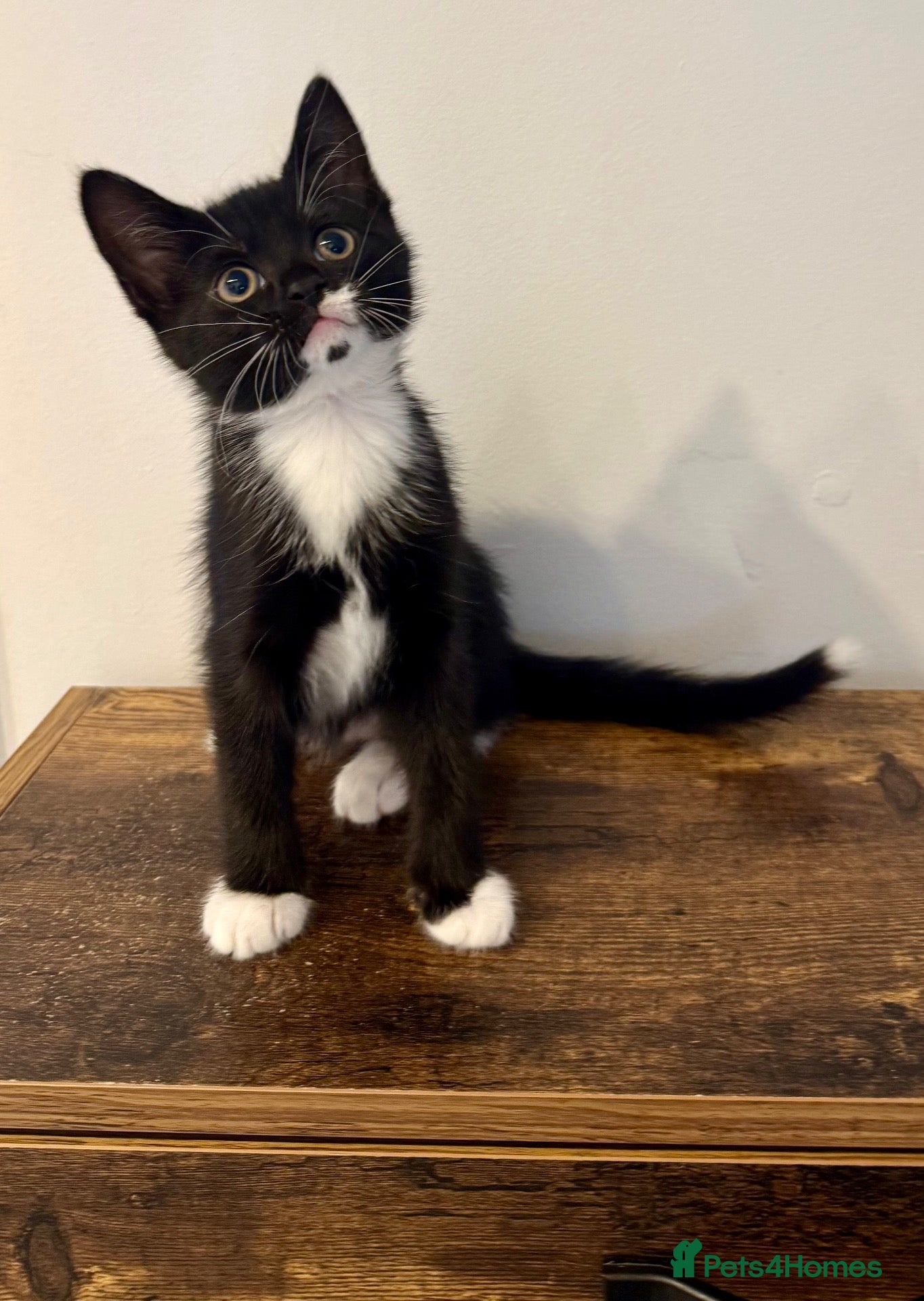 Mixed Breed cats for sale: Lovely Mixed-Breed Kittens Seeking Loving Homes - Advert 2