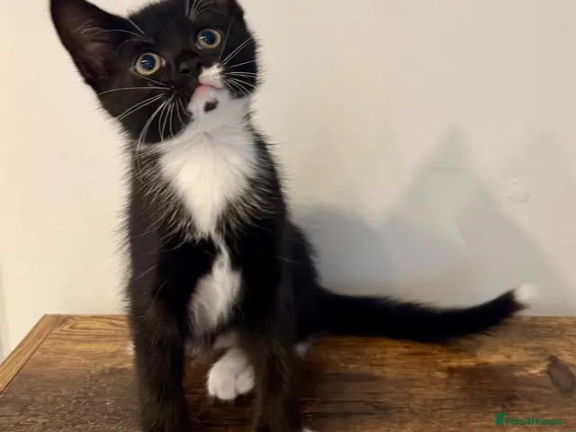 Mixed Breed cats for sale: Lovely Mixed-Breed Kittens Seeking Loving Homes - Advert 1