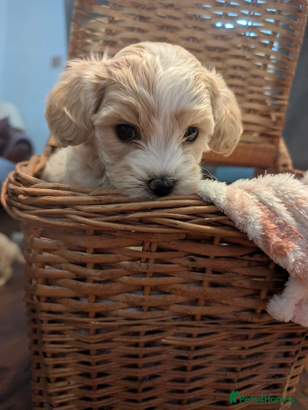 Maltipoo dogs for sale: Maltipoo puppies - Advert 5