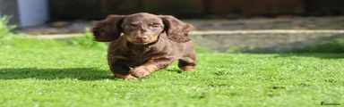 Miniature Dachshund 1