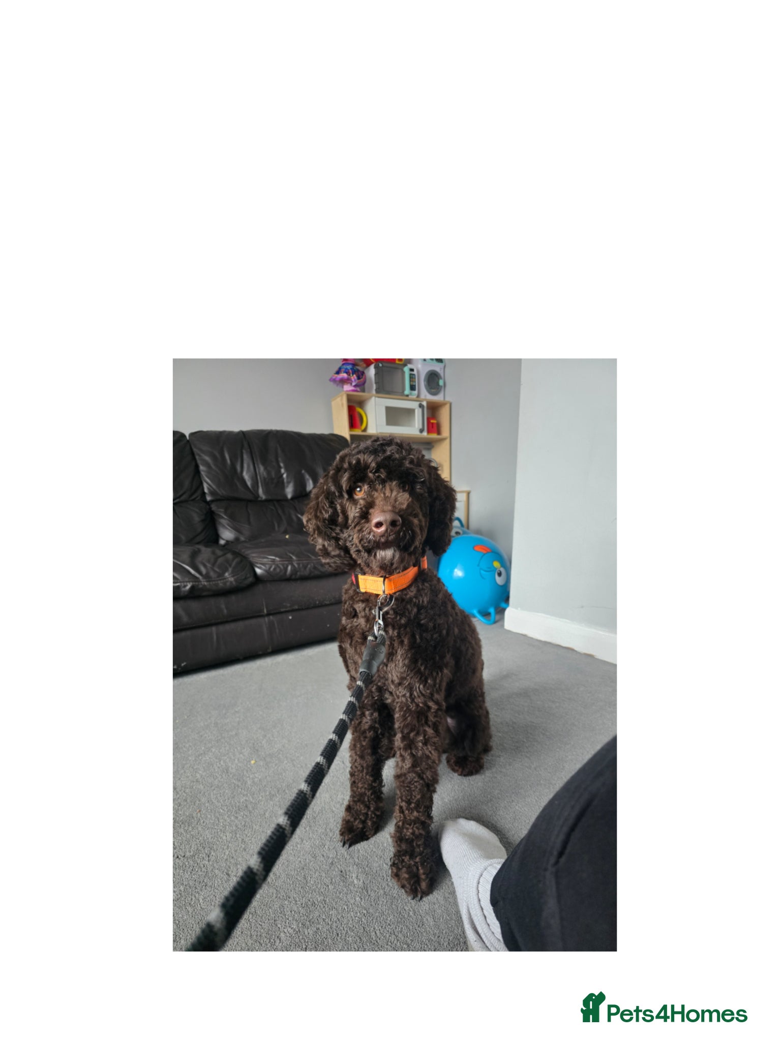 Cockapoo dogs Male cockapoo 12 months old - Advert 1