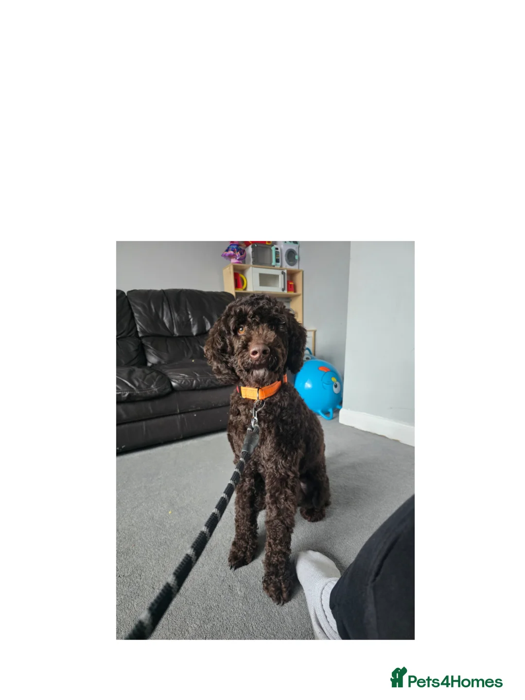 Cockapoo dogs for sale: Male cockapoo 12 months old - Advert 1